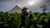 Un agricultor en Pinar del Río revisa las hojas de tabaco. (Foto AP/ Ramón Espinosa)