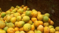 Campesinos piden "libertad" para cosechar mangos en Cuba 