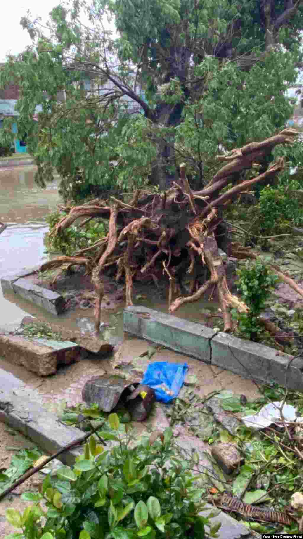 Los vientos del huracán arrancaron de raíz este árbol, en en Veguita de Galo, Santiago de Cuba.